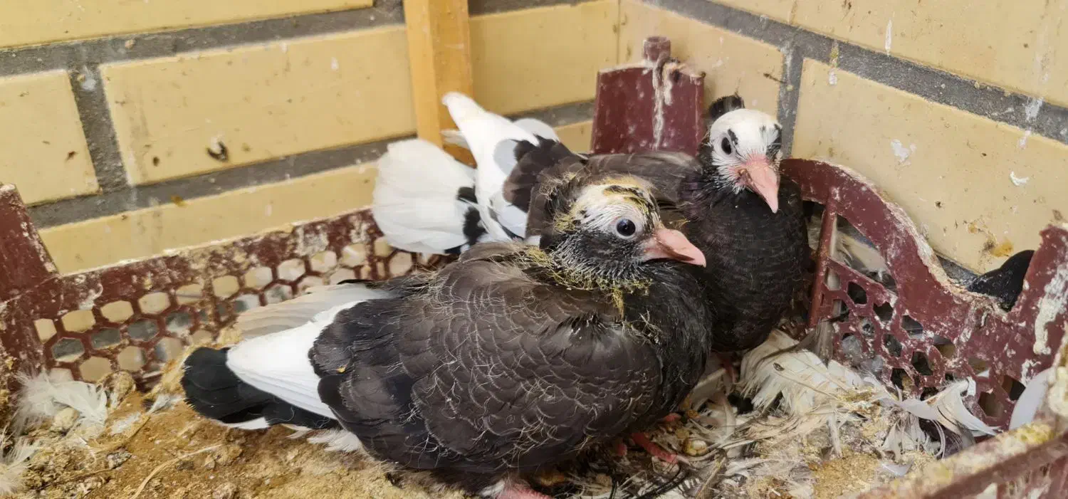 کبوتر|پرنده|اردکان, |دیوار