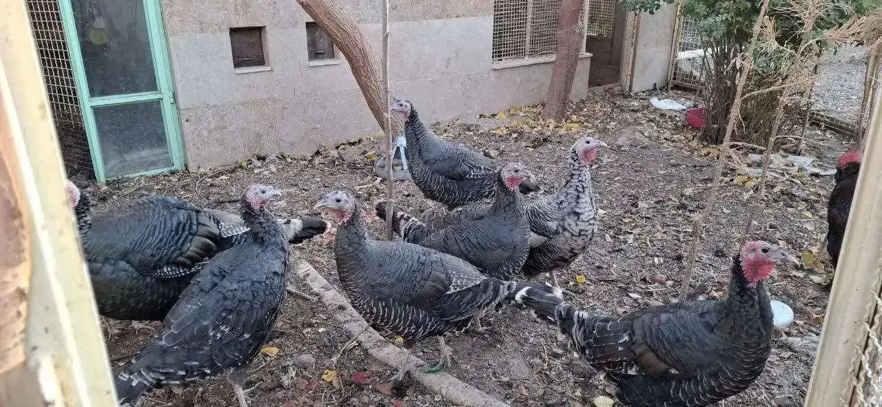 بوقلمون خانگی|حیوانات مزرعه|مشهد, امیرآباد|دیوار