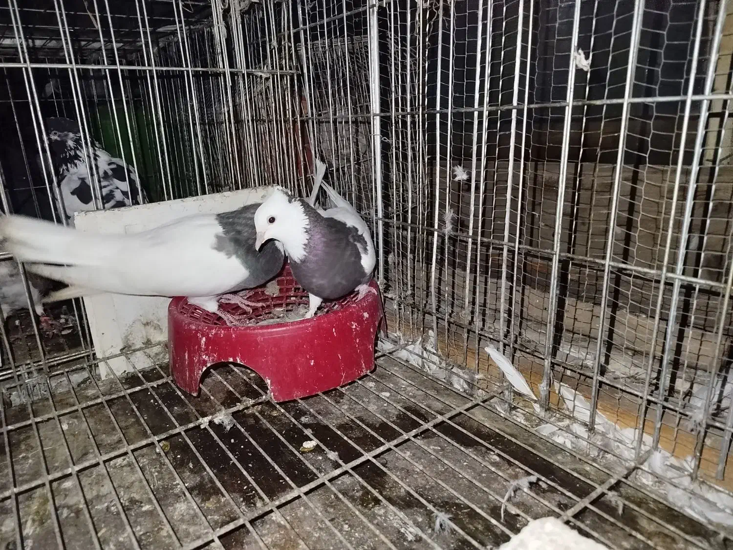 طوقی|پرنده|خرم‌آباد (تنکابن), |دیوار