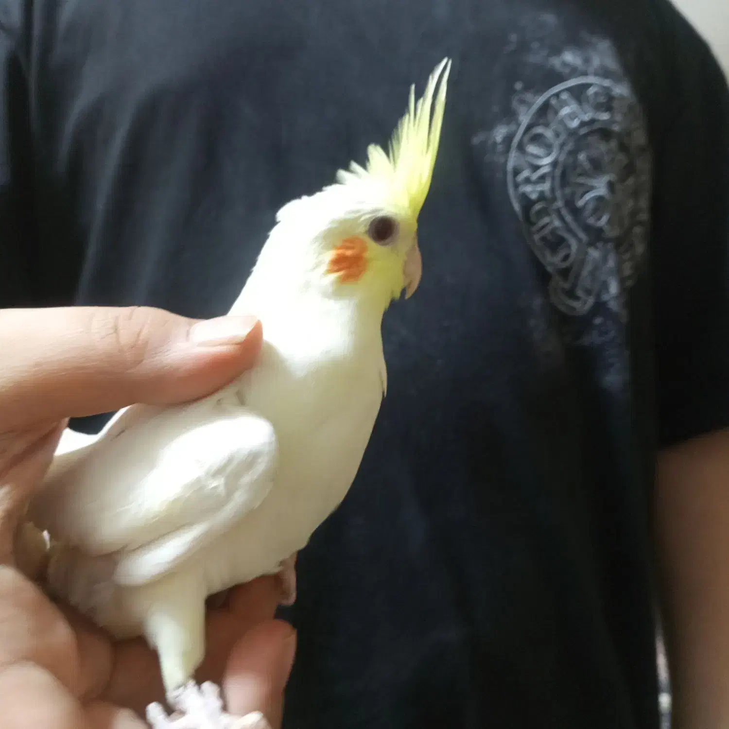 عروس هلندی|پرنده|ری, ملک‌آباد|دیوار