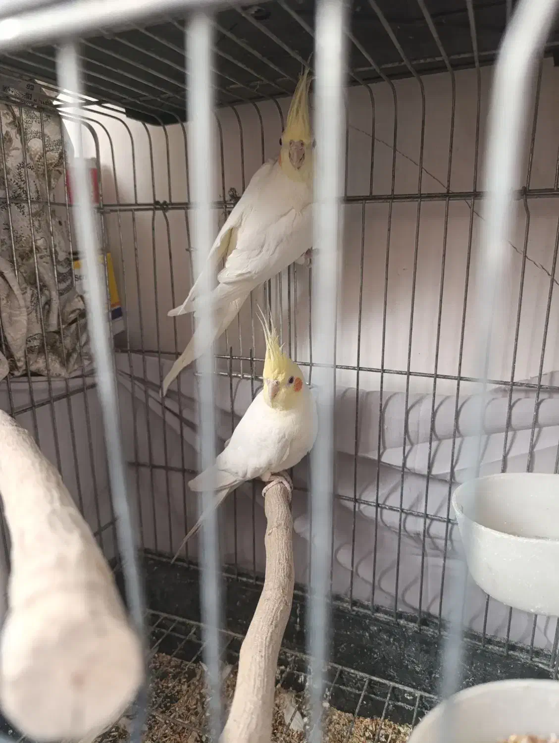 عروس هلندی مولد|پرنده|قم, چهل اختران|دیوار