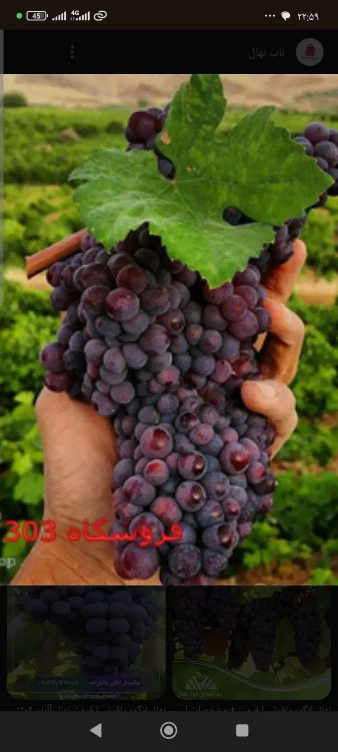 اجاره زمین باغ انگور یاقوتی|اجارهٔ کوتاهمدت ویلا و باغ|سرپل ذهاب, |دیوار