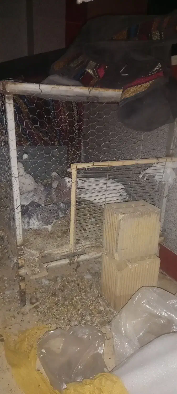 قفس کفتر|لوازم جانبی حیوانات|شاهین‌شهر, گرگاب|دیوار