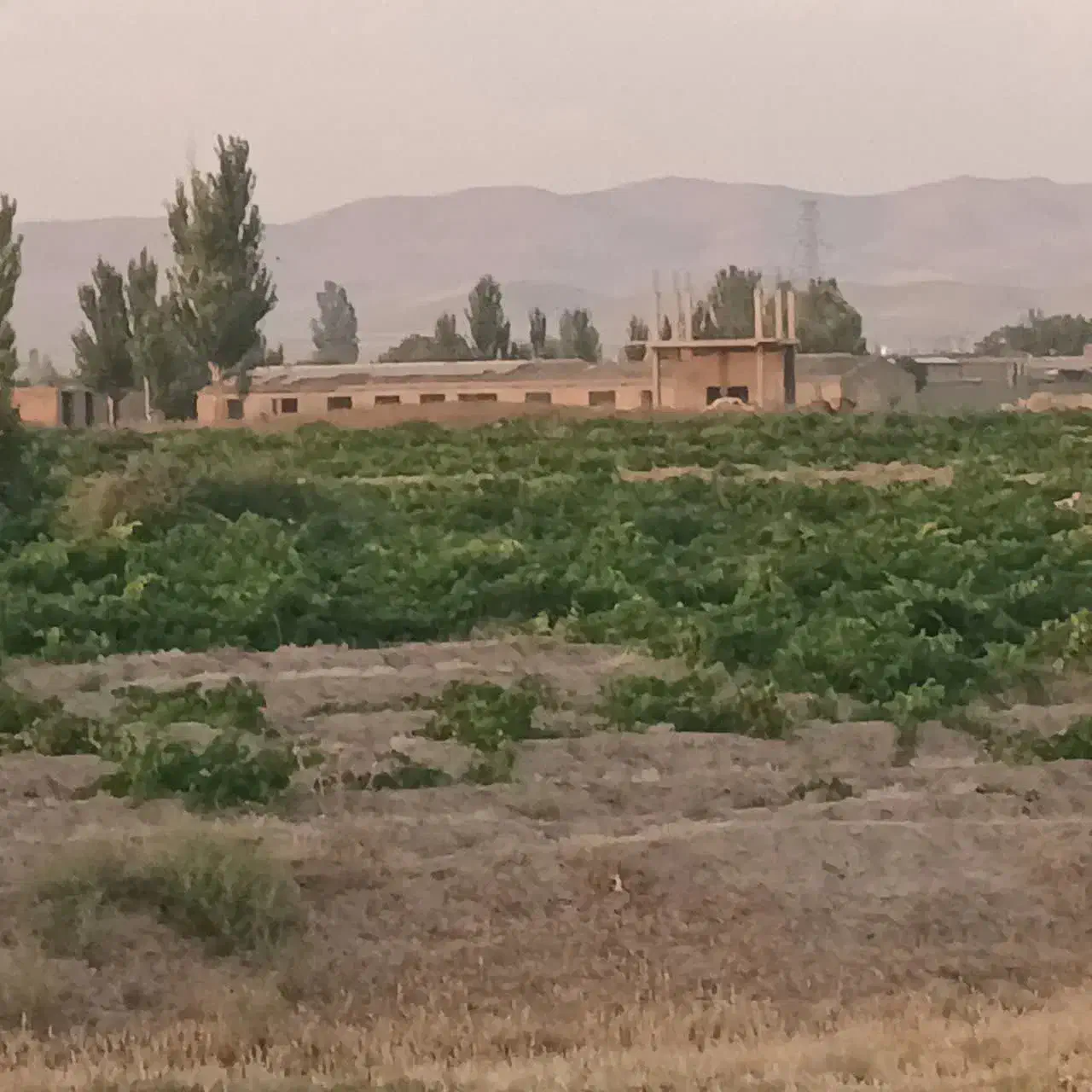 ۲۵۰۰ متر سند زمین گاوداری صنعتی|فروش دفتر صنعتی، کشاورزی، تجاری|میاندوآب, |دیوار