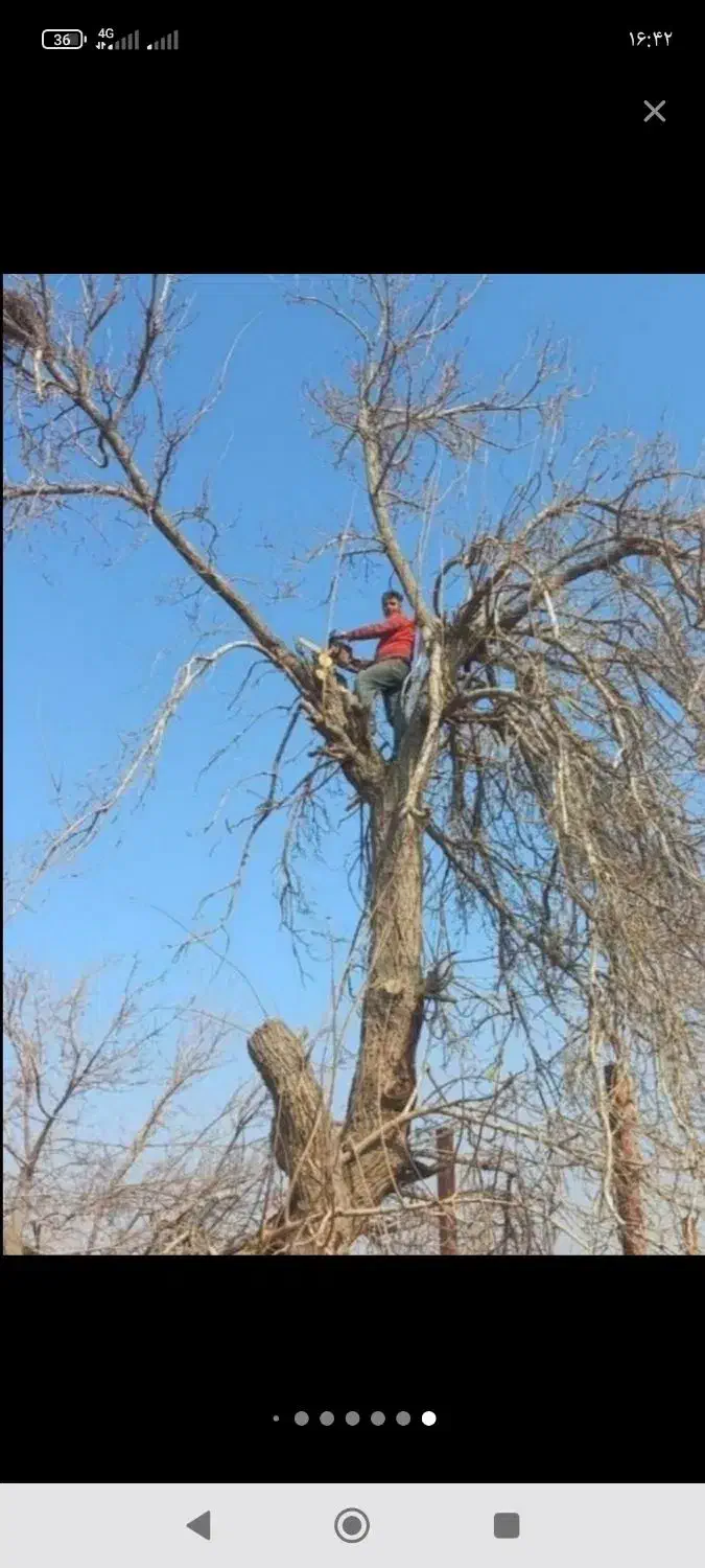 نیسان کمپرسی خریدار. چوب|خدمات باغبانی و درختکاری|نوشین شهر, |دیوار