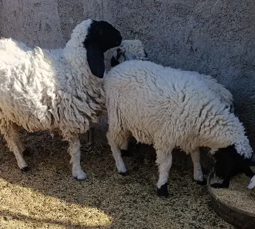 میش دوقلوزاه|حیوانات مزرعه|زاهدان, |دیوار