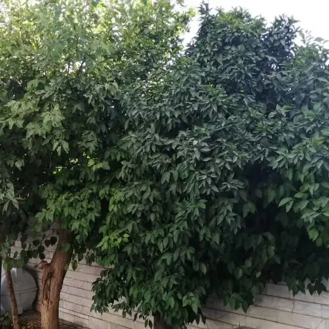 پرستار|استخدام درمانی، زیبایی، بهداشتی|شیراز, شهرک گلستان شمالی|دیوار