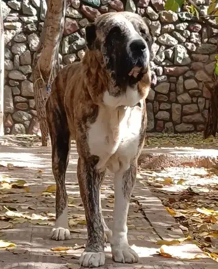 سگ الابای روسی نر قد مثبت 90ژرمن سراب قدرجونی|سگ|تهران, تهرانپارس شرقی|دیوار