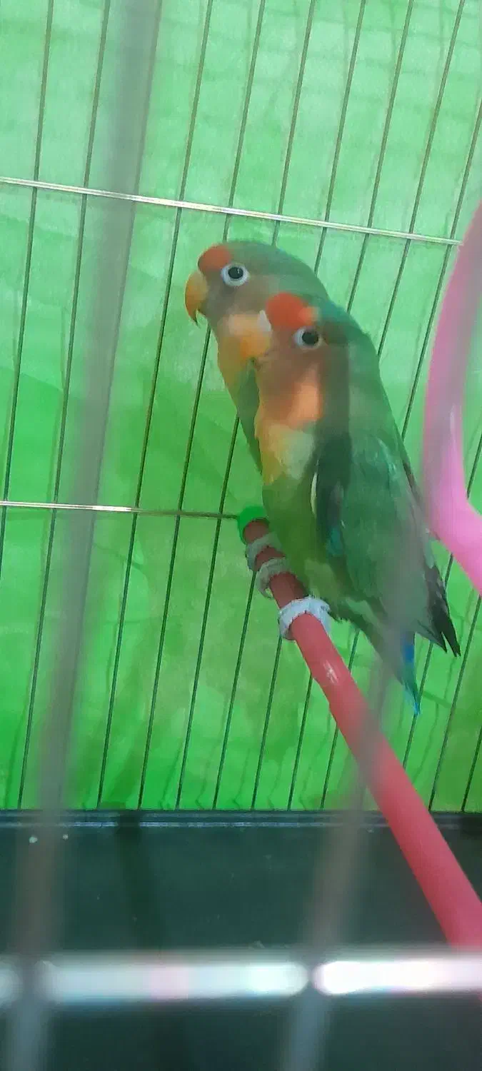 طوطی کتوله فروشی جفت|پرنده|جیرفت, |دیوار