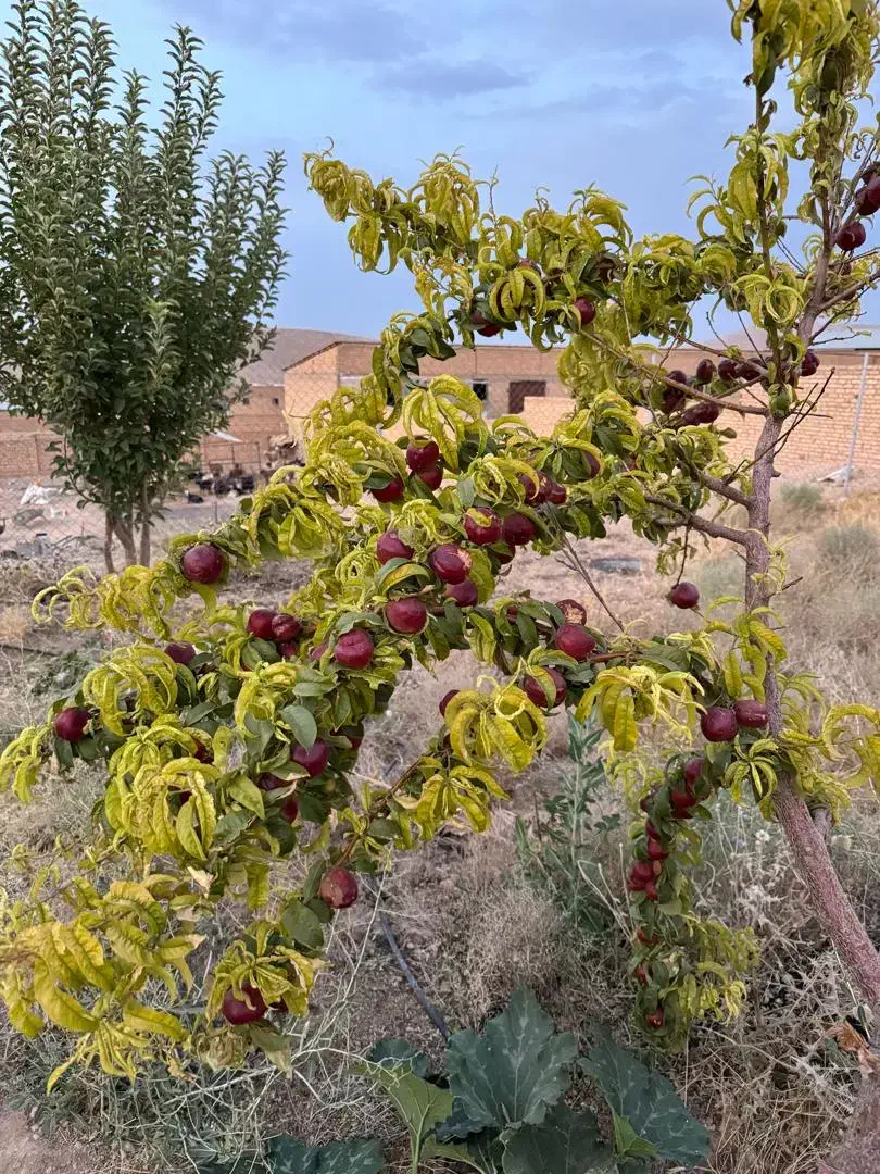 فروش دامداری|فروش دفتر صنعتی، کشاورزی، تجاری|بروجن, |دیوار