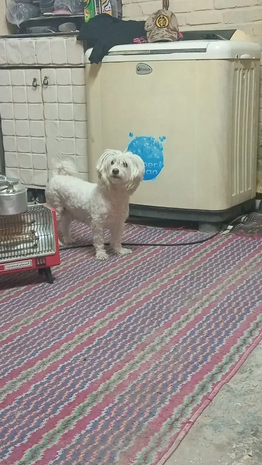 توله شیتزو|سگ|آبادان, |دیوار