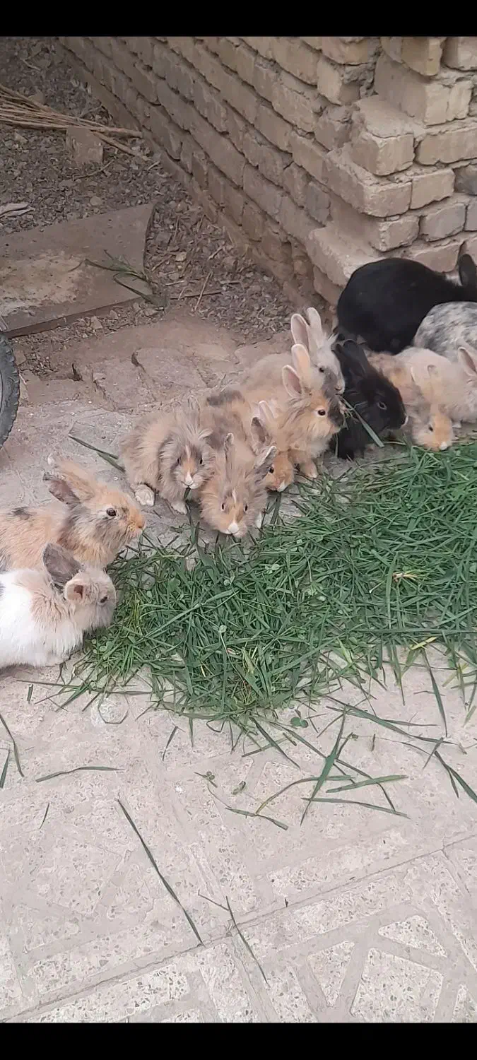 خرگوش لپ همه بالغ و بچه دار هستن|موش و خرگوش|خمینیشهر, |دیوار