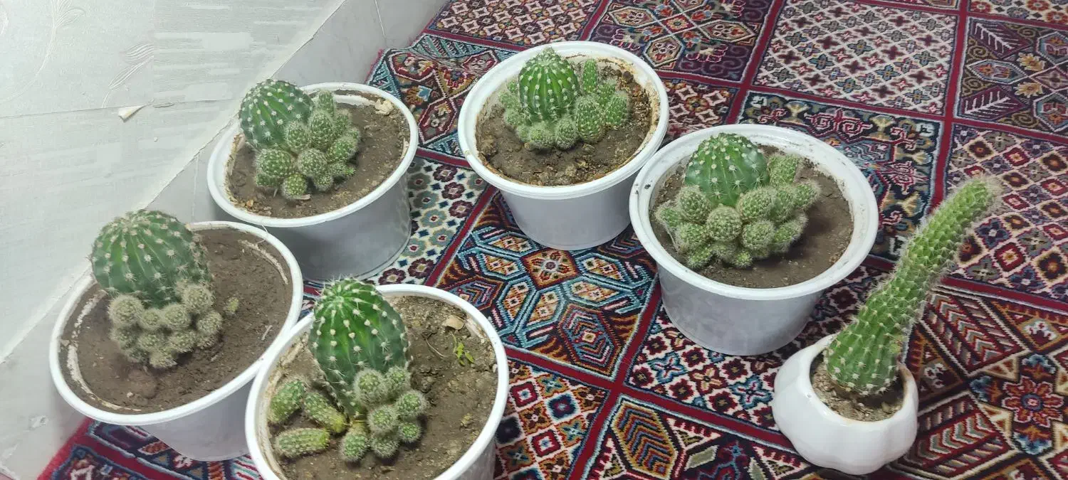 کاکتوس|گل و گیاه طبیعی|نمین, |دیوار