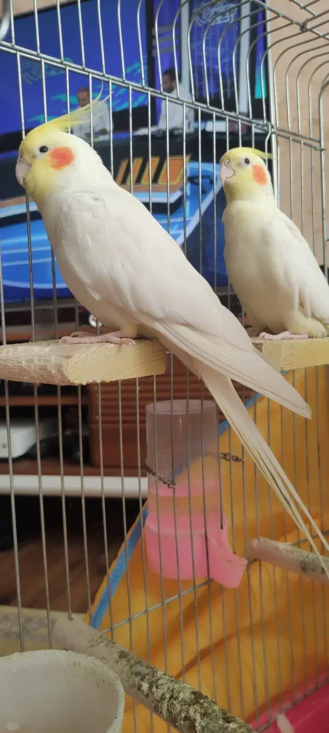 فروش یک جفت عروس هلندی|پرنده|شیراز, فرهنگ شهر|دیوار