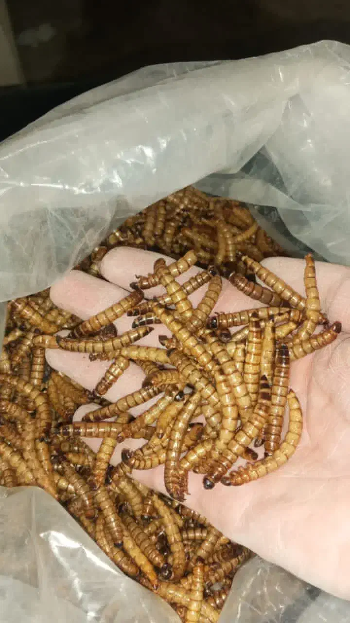 کرم میلورم و سوپرورم موجود است|خزنده|تهران, آذری|دیوار