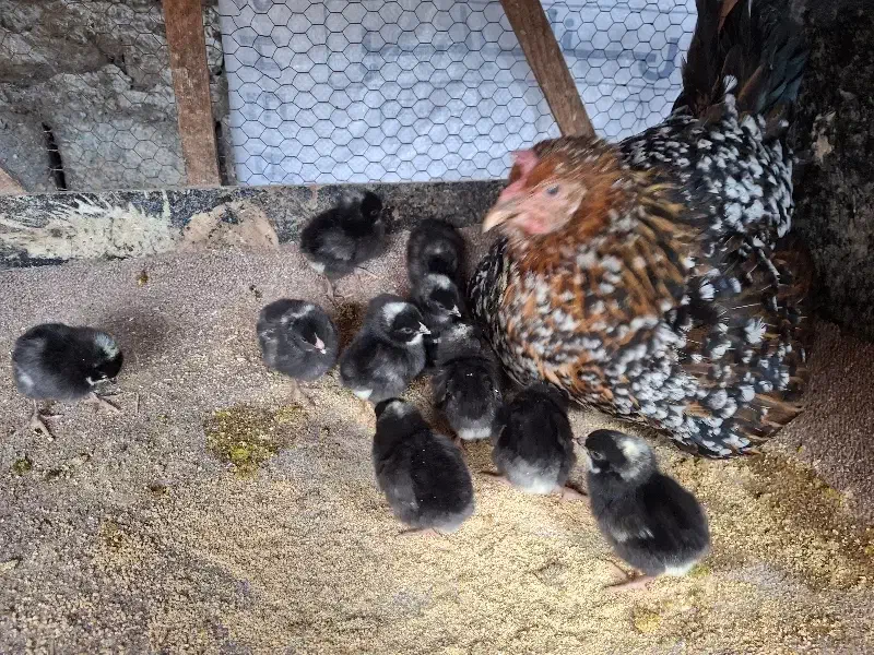 جوجه نژاد آمروک آمریکایی|حیوانات مزرعه|قائم‌شهر, |دیوار