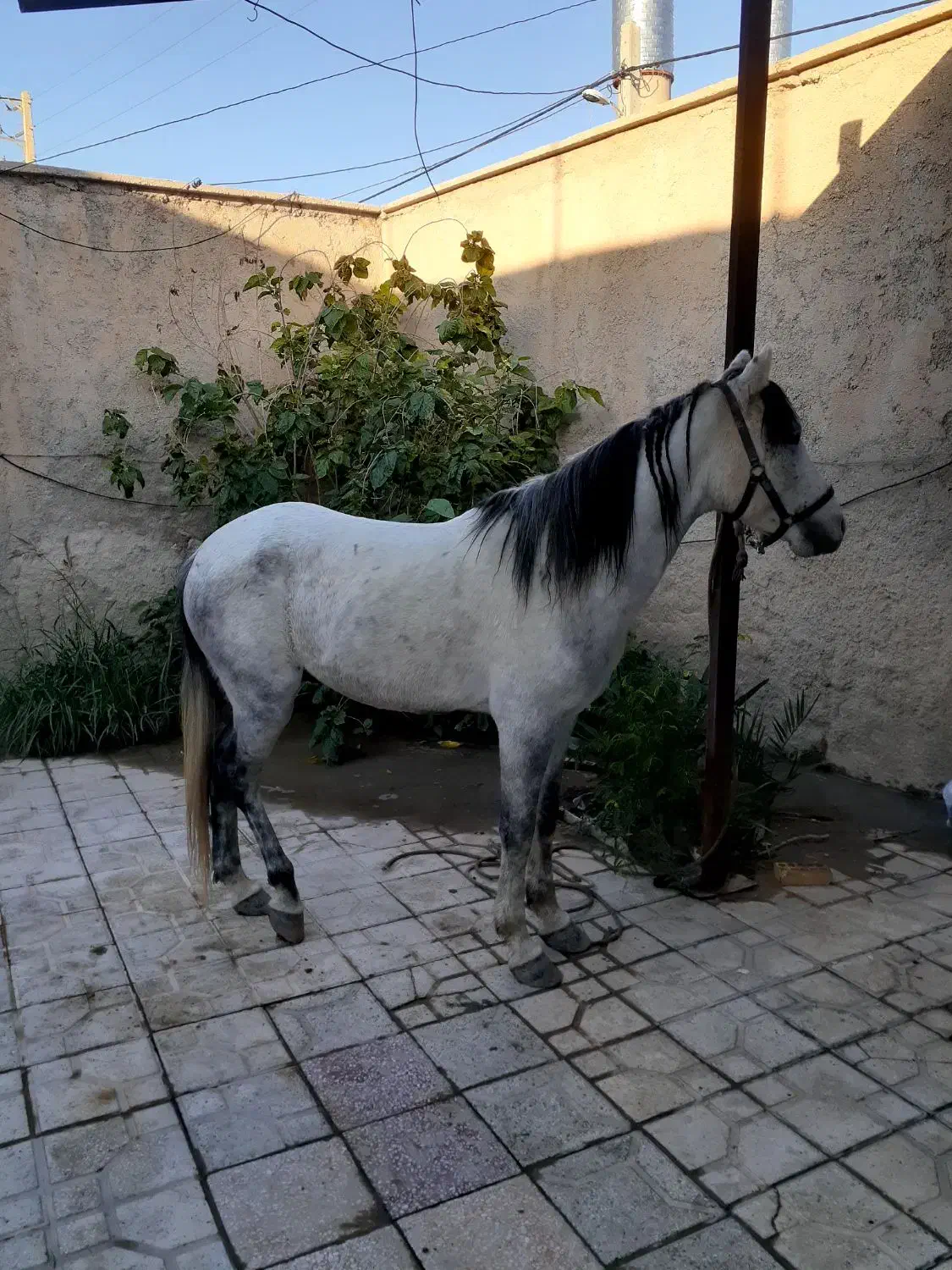 اسب|اسب و تجهیزات اسب‌سواری|برازجان, |دیوار