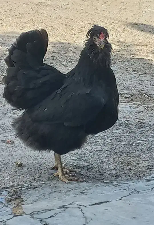 دو عدد مرغ گلین فروشی دونه ۵۰۰|حیوانات مزرعه|کهنوج, |دیوار