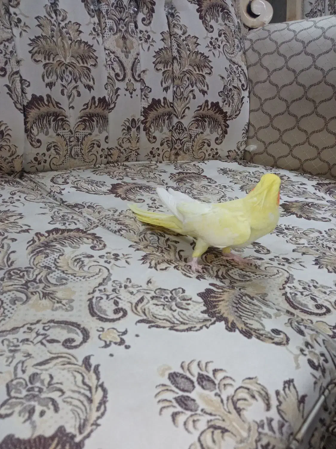 عروس هلندی|پرنده|مشهد, گلبرگ شمالی|دیوار