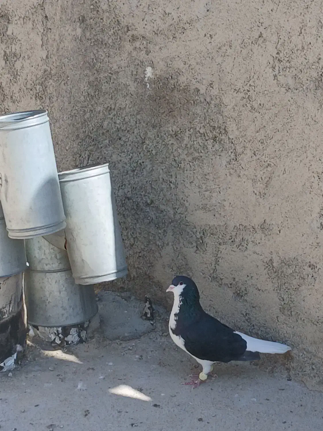 کبوتر|پرنده|شیراز, اکبر آباد|دیوار