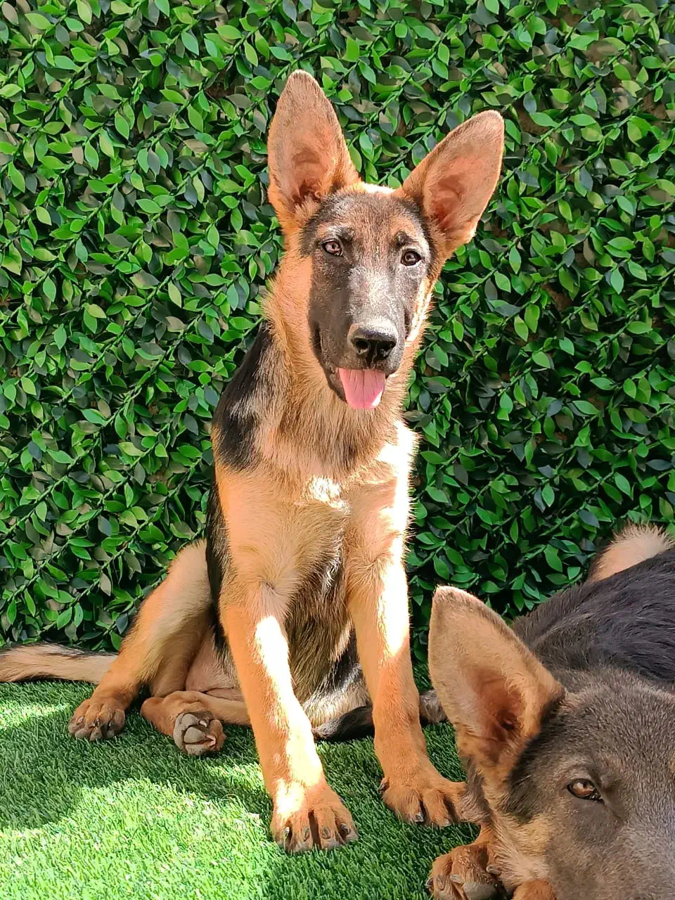 سگ های نگهبان|سگ|کرج, فاز ۳ مهرشهر|دیوار