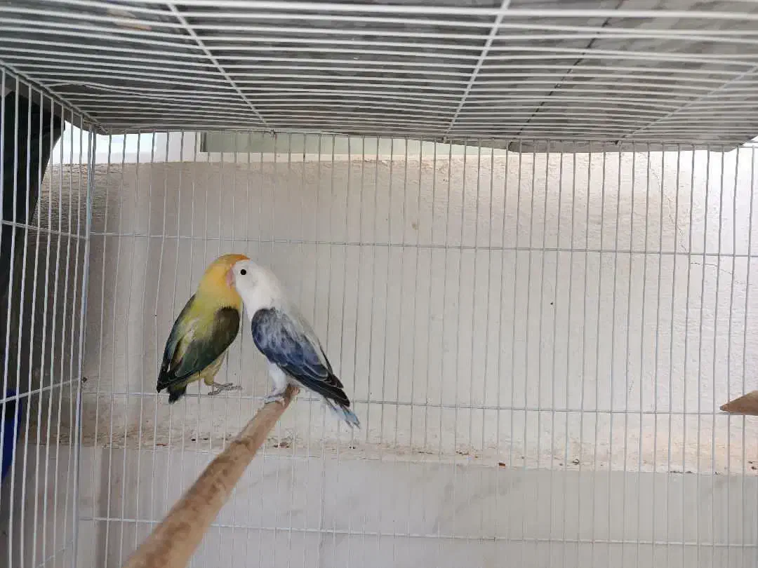 طوطی برزیلی یووینگ|پرنده|شیراز, شهرک گلستان|دیوار