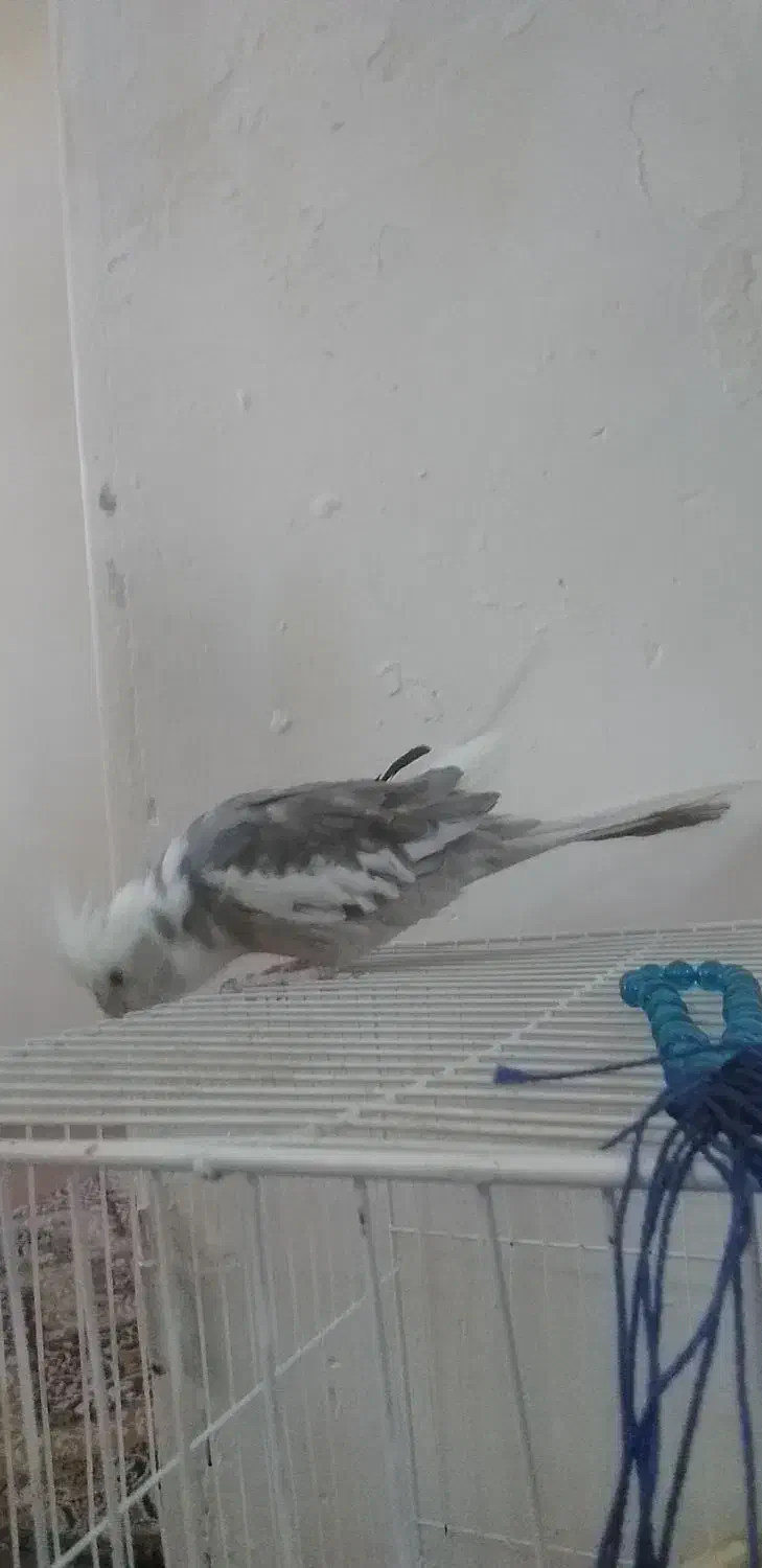 عروس هلندی|پرنده|مشهد, نیزه|دیوار