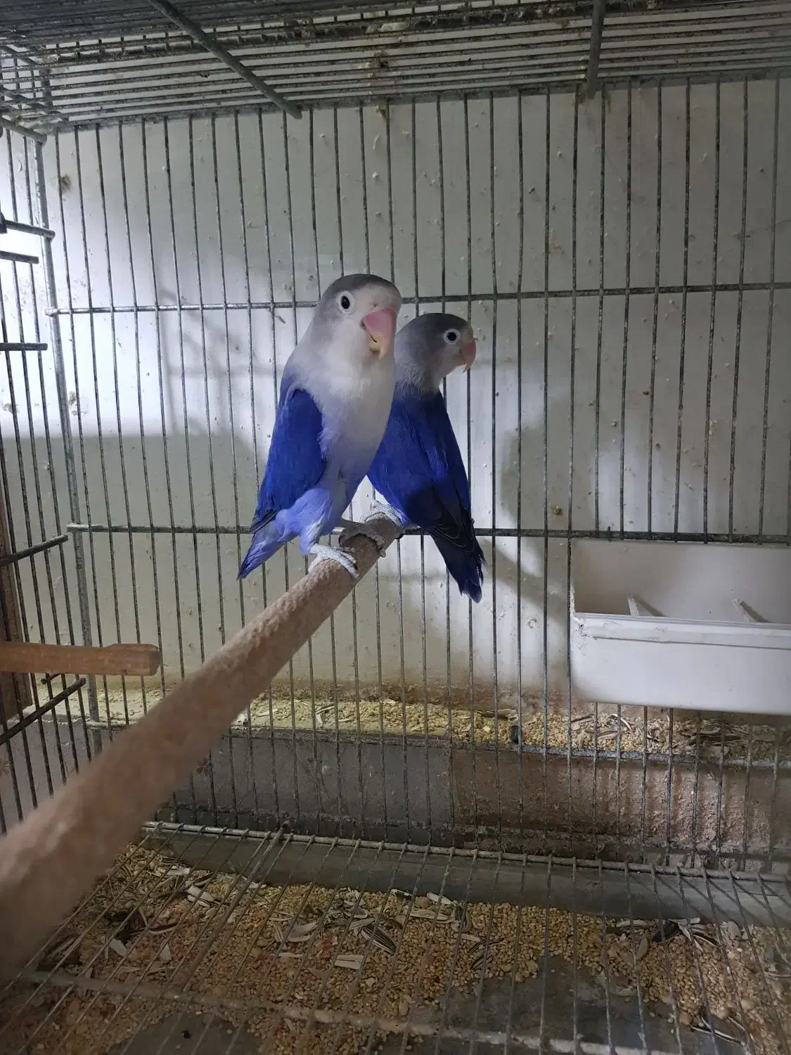 کوتوله سرلاکی تازه دونخور دستی بالغ وحشی|پرنده|قم, چهار امامزاده|دیوار