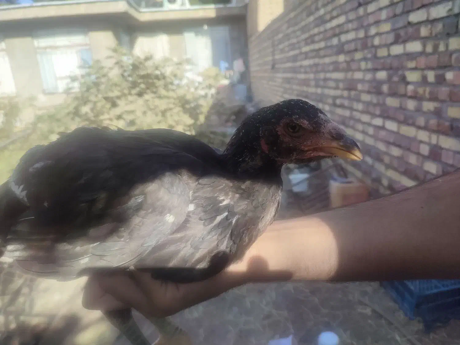 سه عدد مرغ و یک خروس|حیوانات مزرعه|تربت جام, علوی|دیوار