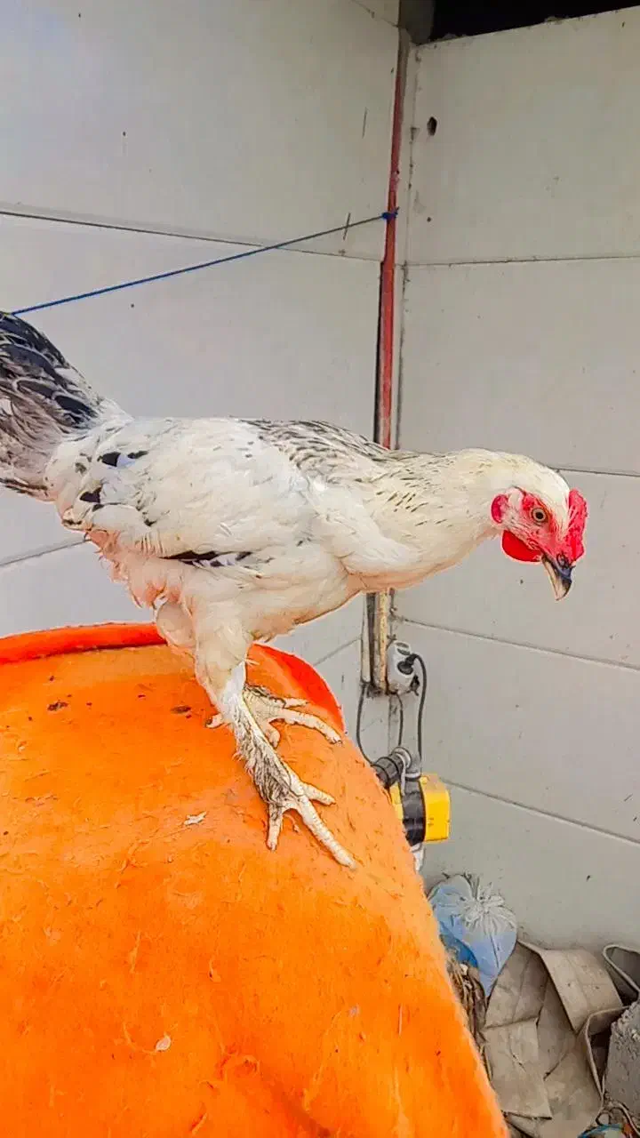 خروس امپراطور|حیوانات مزرعه|لاهیجان, لیالستان|دیوار