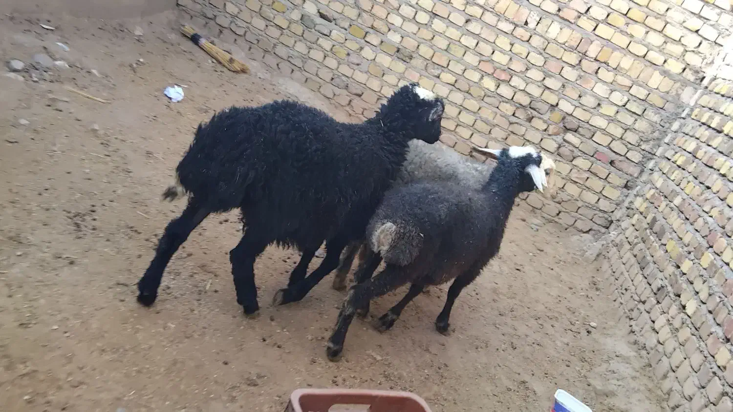 بره نر و ماده وزن ۳۰کیلو|حیوانات مزرعه|آبیک, |دیوار