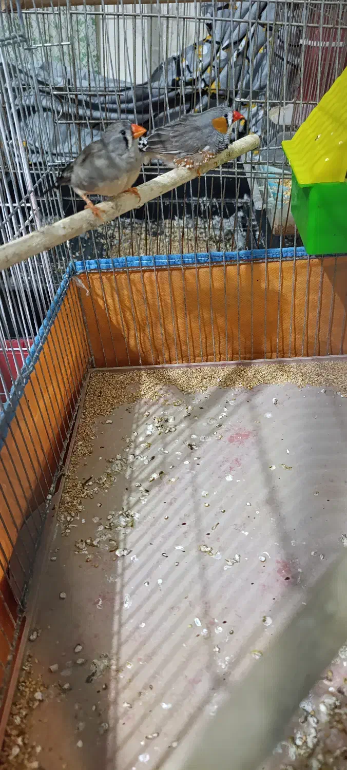 فنج|پرنده|شیراز, گویم|دیوار