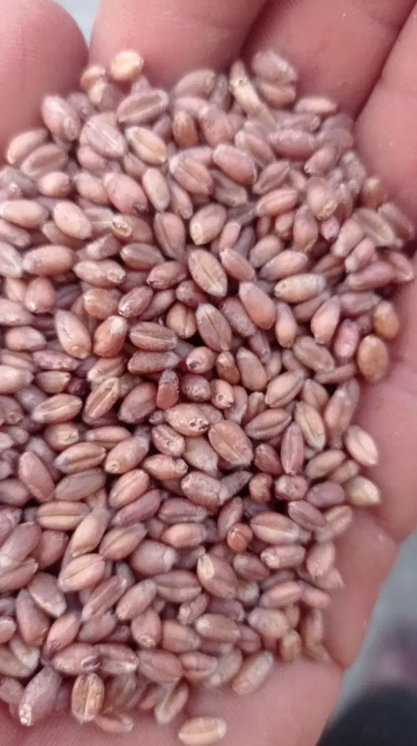 گندم پیشگام|خوردنی و آشامیدنی|فریمان, |دیوار