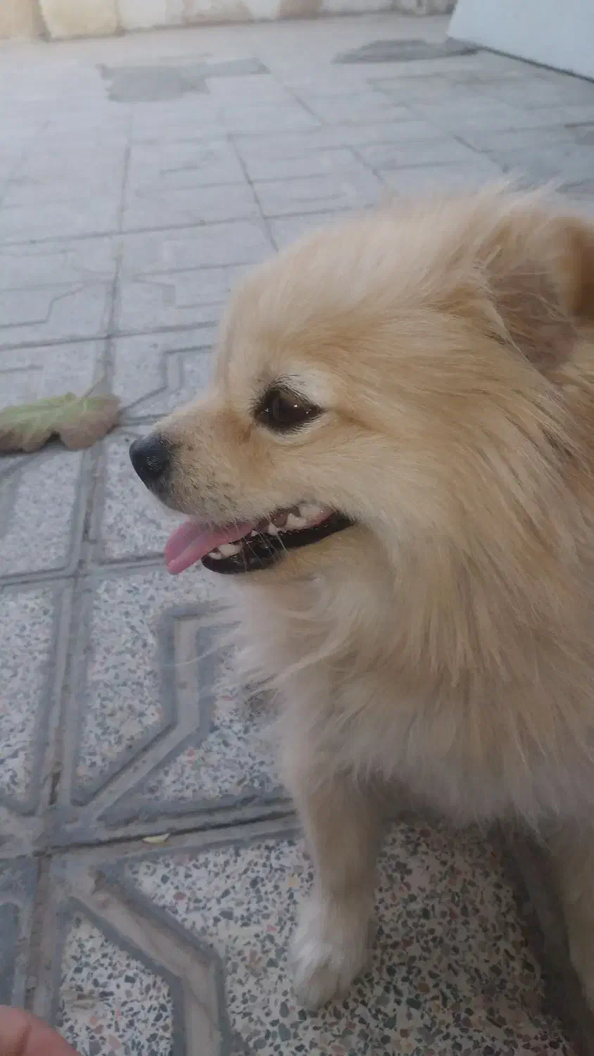 واگذاری دو عدد شبتزو (نه به رایگان)|سگ|کرمانشاه, |دیوار