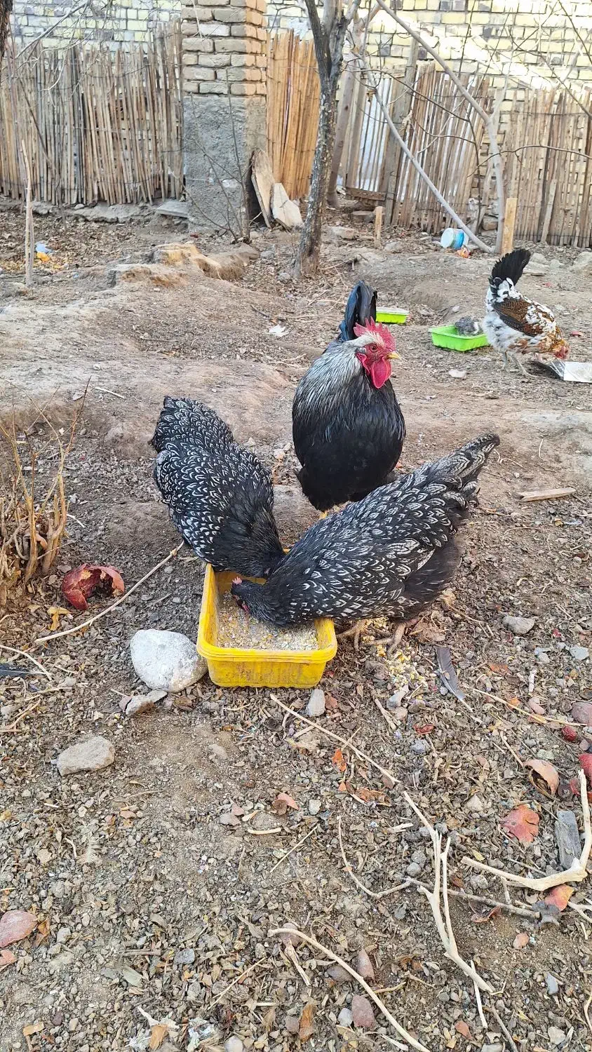 مرغ وخروس|حیوانات مزرعه|بهاباد, |دیوار