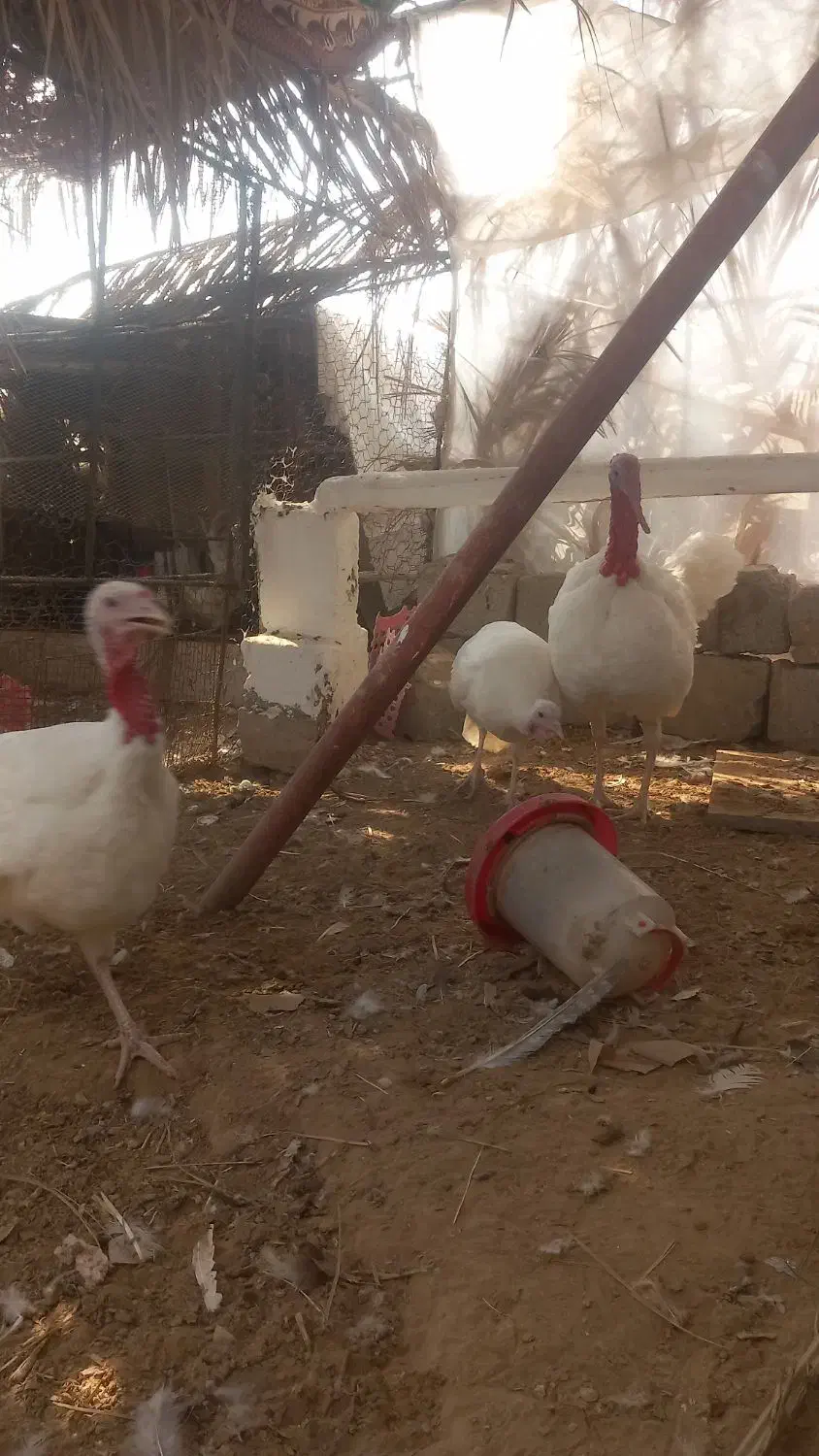 تخم نطفه دار بوقلمون|حیوانات مزرعه|بندر گناوه, |دیوار