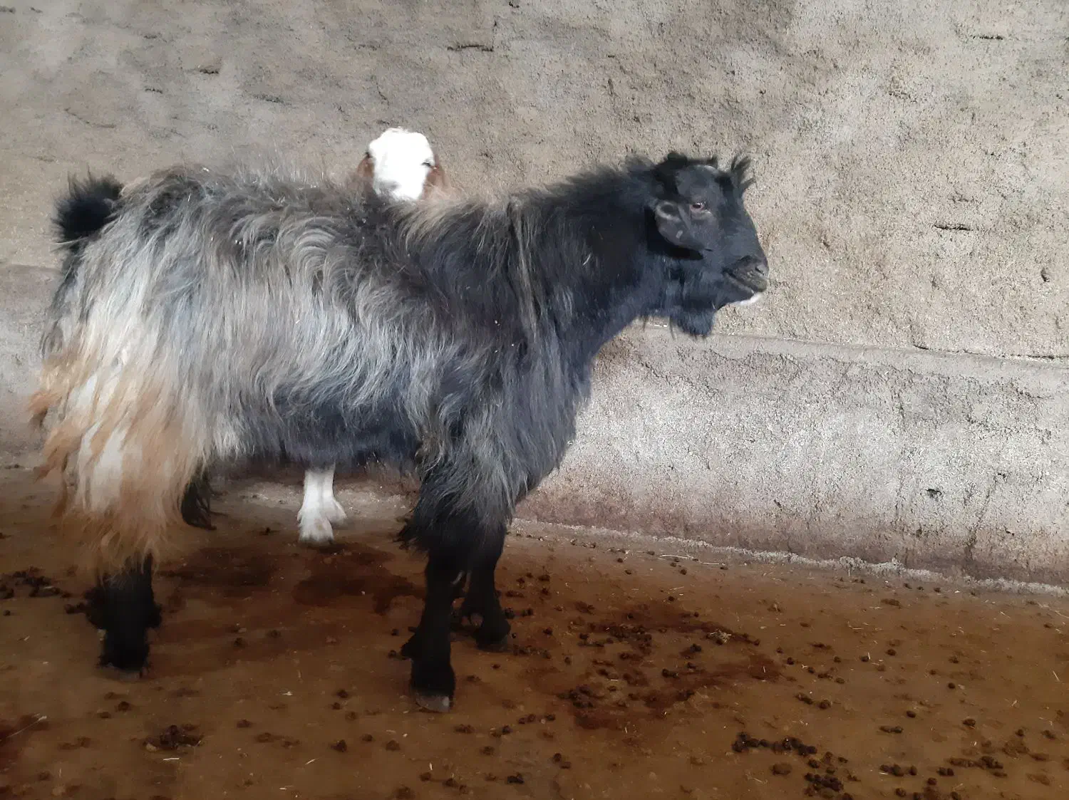 یک عدد خرت|حیوانات مزرعه|مریوان, |دیوار