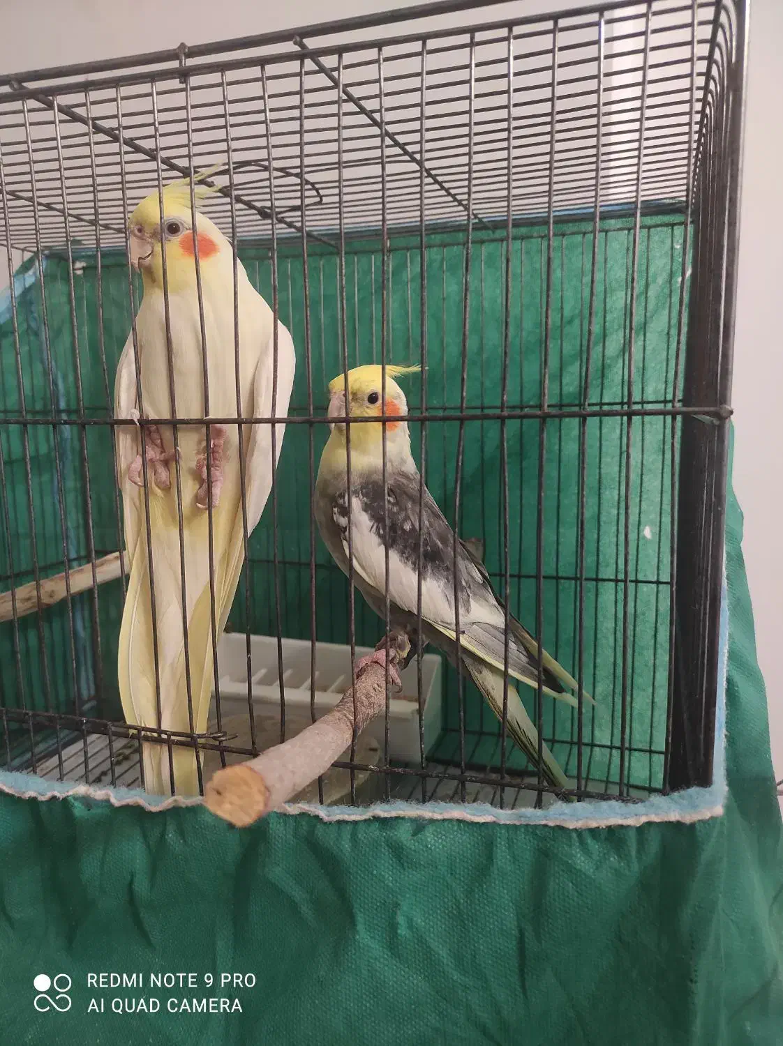 جفت طوطی عروس هلندی مولد با ضمانت|پرنده|کرمان, |دیوار