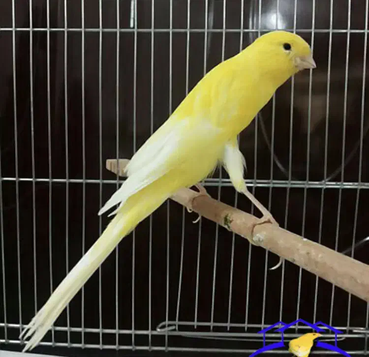 فروش قناری بلند بازاری بصورت تک و عمده|پرنده|اصفهان, رزمندگان|دیوار