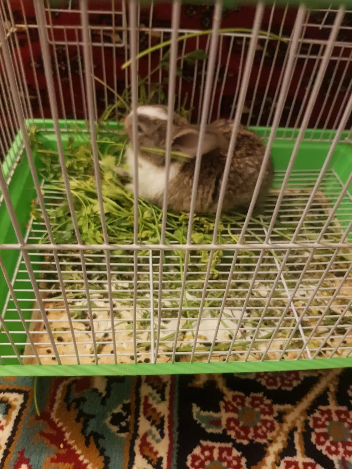 باسلام خرگوش خونگی تمیزوسالمو|موش و خرگوش|تربتحیدریه, داروپخش|دیوار