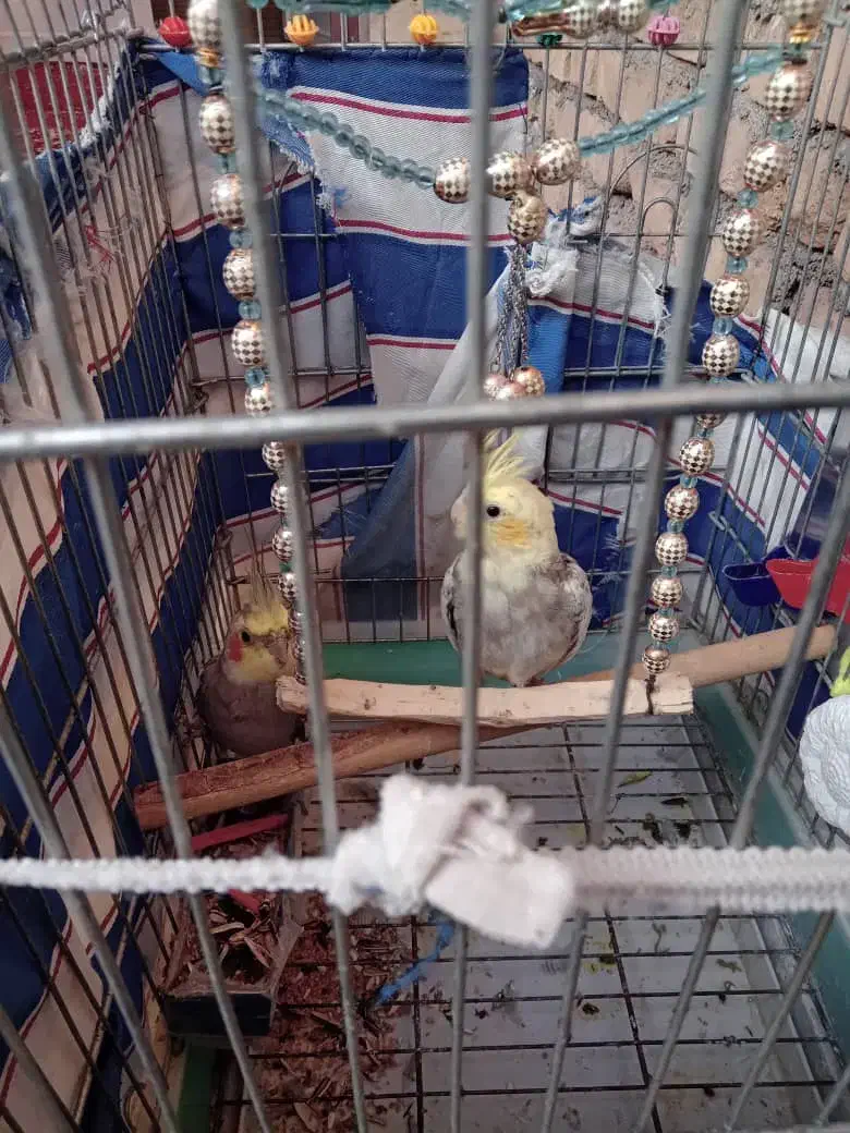 پرنده عروس هلندی|پرنده|فاضل آباد, |دیوار