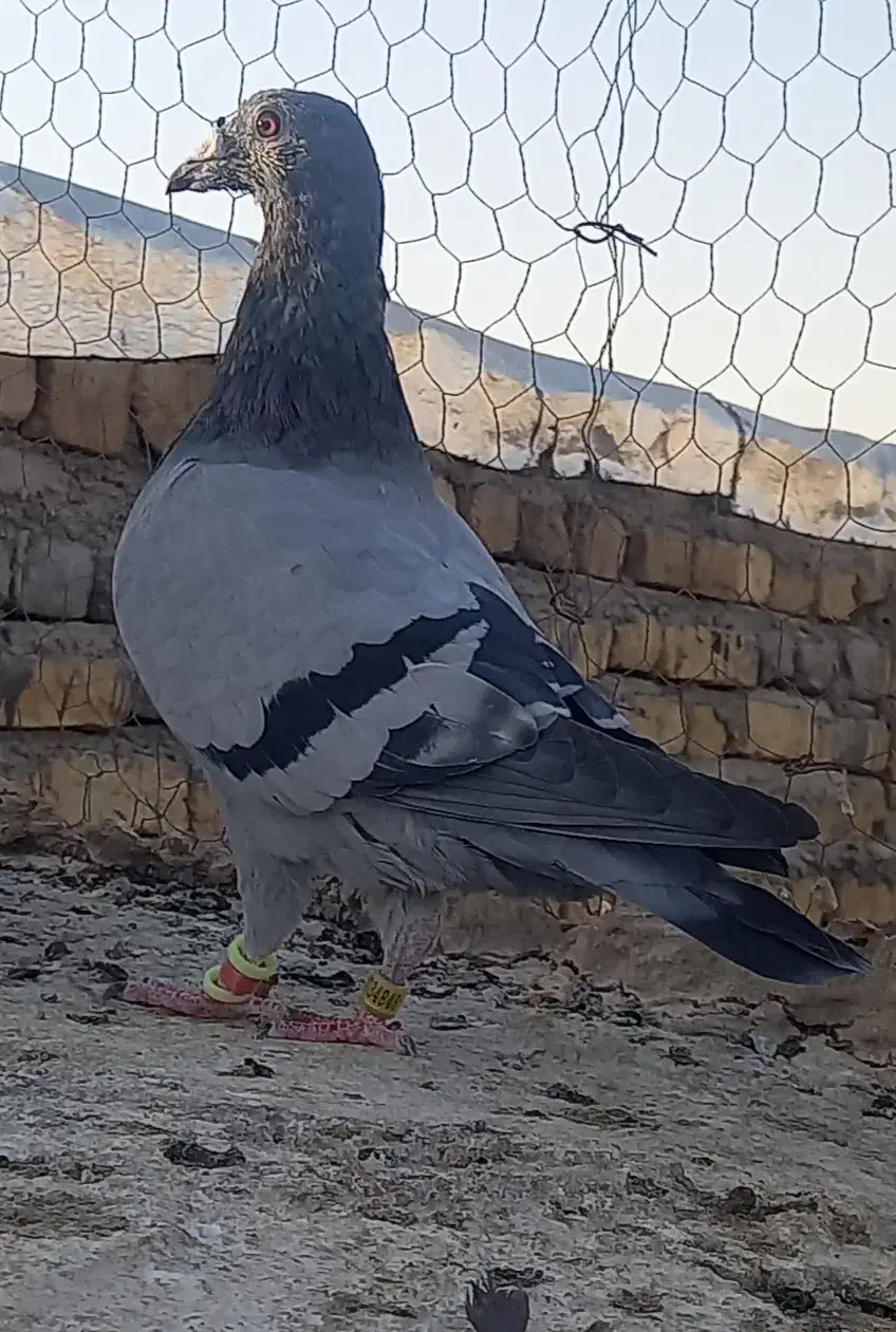 قناری مست وکفتر آلمانی|پرنده|تربت‌حیدریه, بازار|دیوار