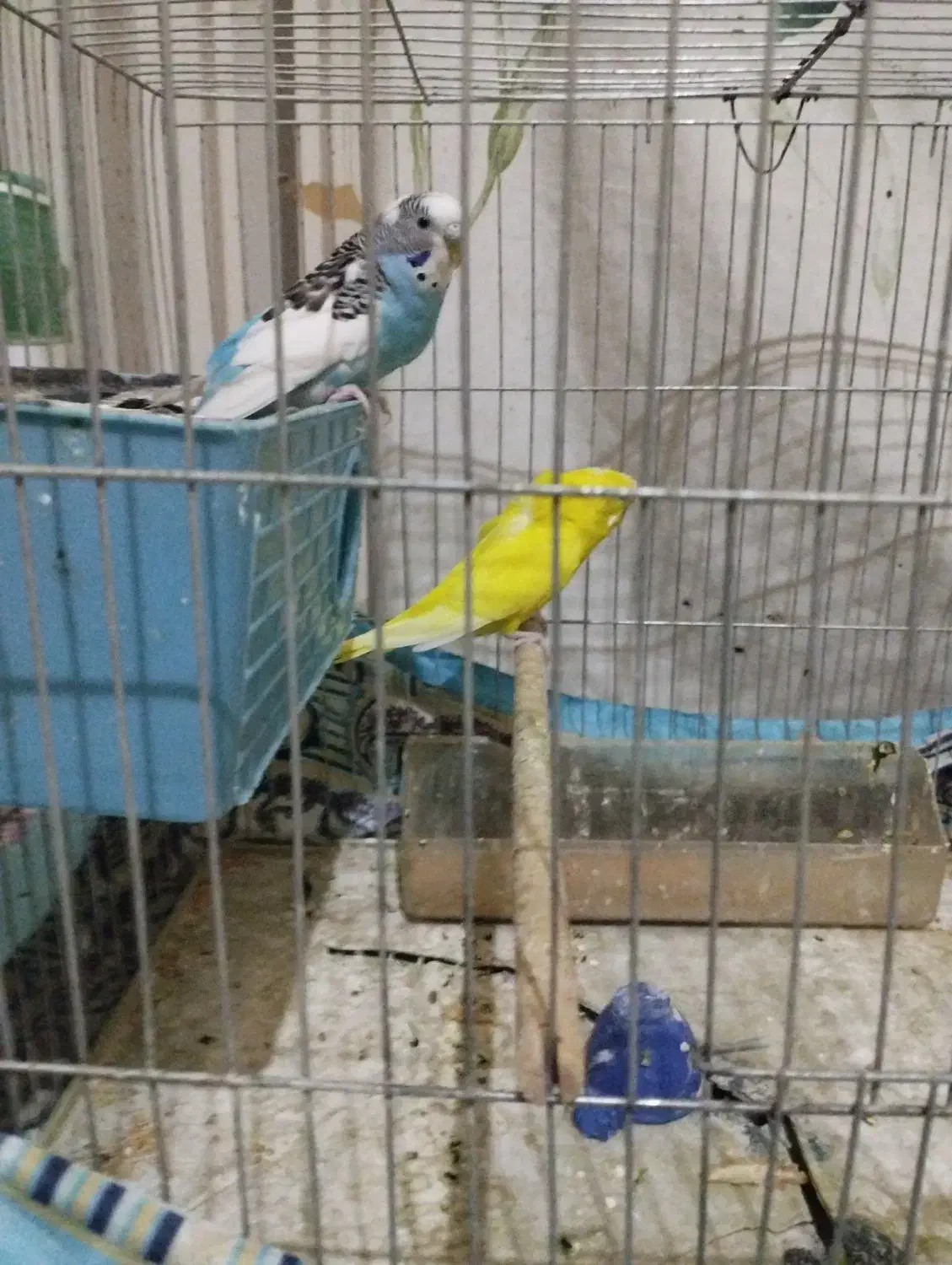 مرغ عشق|پرنده|شیراز, شیخ علی چوپان|دیوار