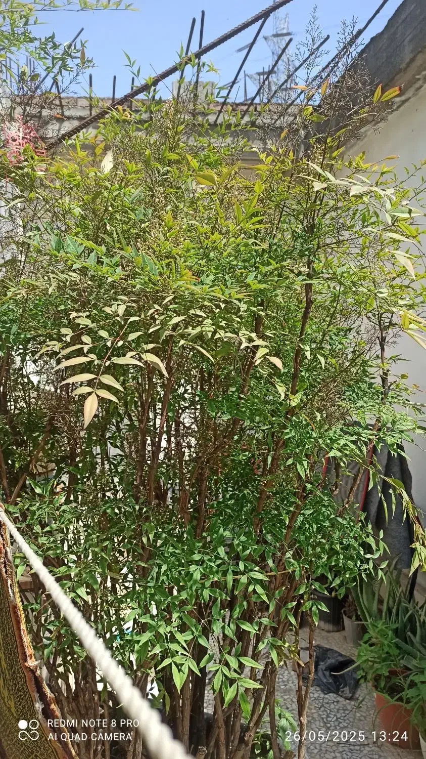 فروش درخچه ناندینا|گل و گیاه طبیعی|سورک, |دیوار