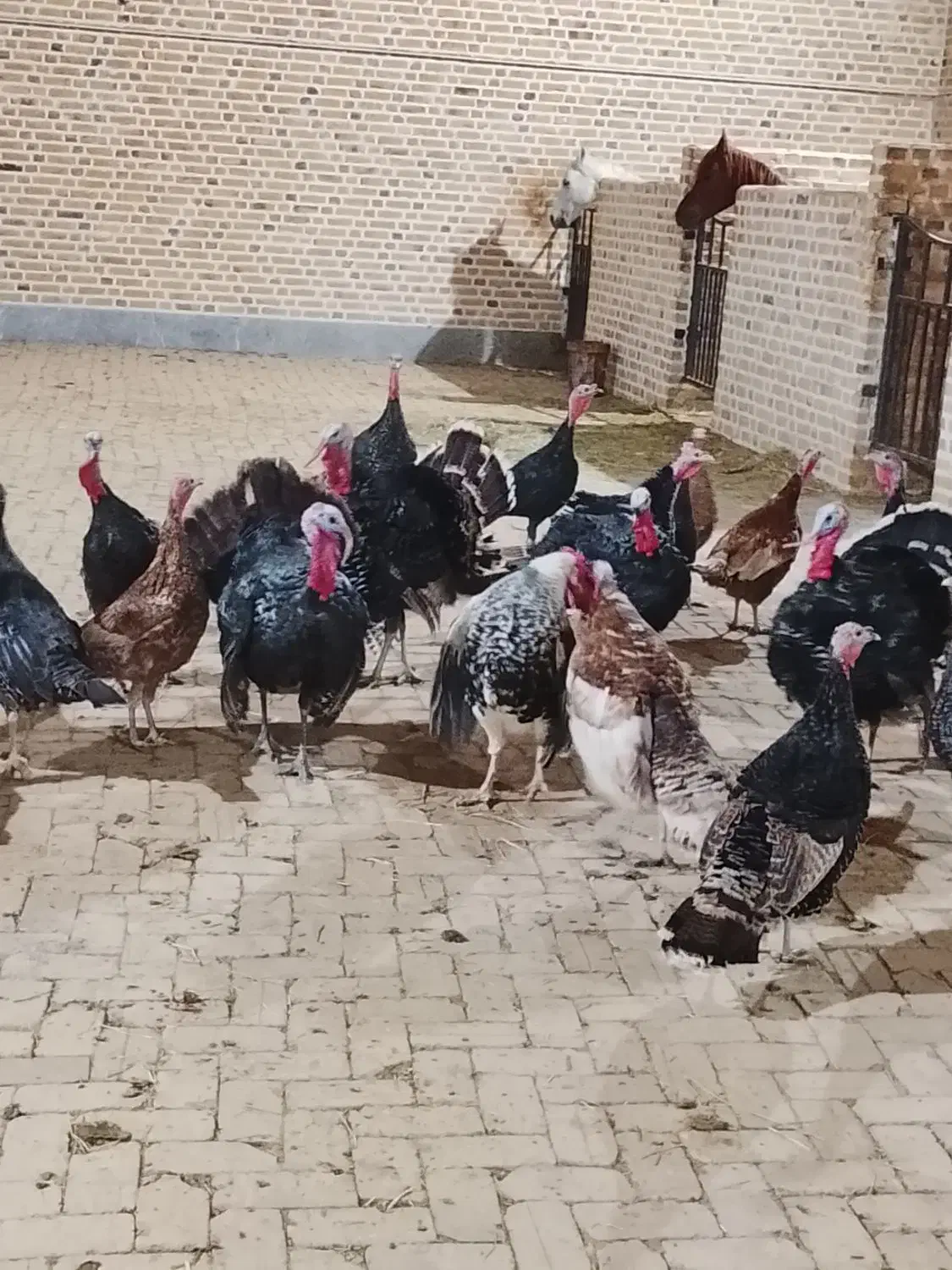 بوقلمون برنز انگلیسی|حیوانات مزرعه|اشتهارد, |دیوار