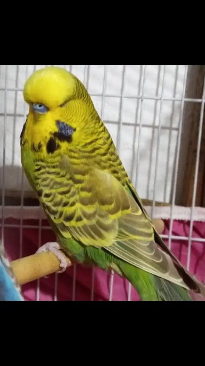 خریدار خریدار،مرغ عشق انگلیسی (نر)|پرنده|فسا, |دیوار