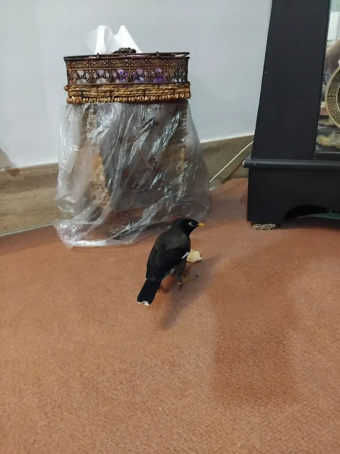 مرغ مینا سرحال|پرنده|بروجرد, |دیوار