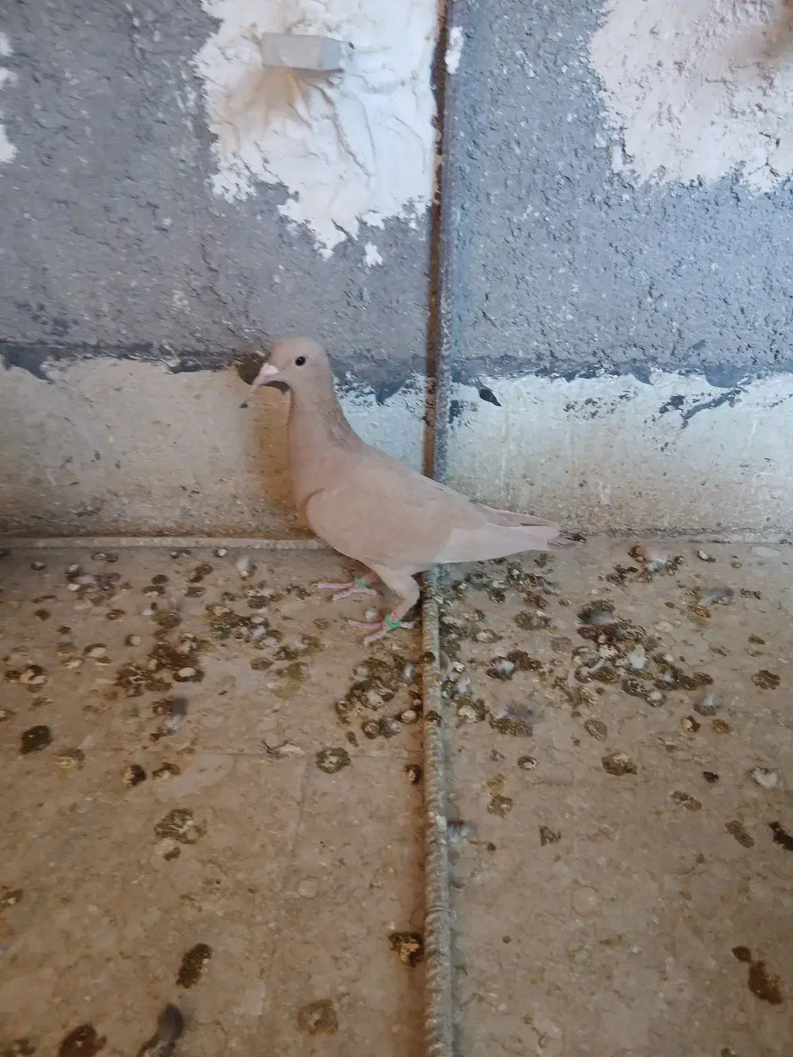 دمسفید ملقی|پرنده|رفسنجان, |دیوار