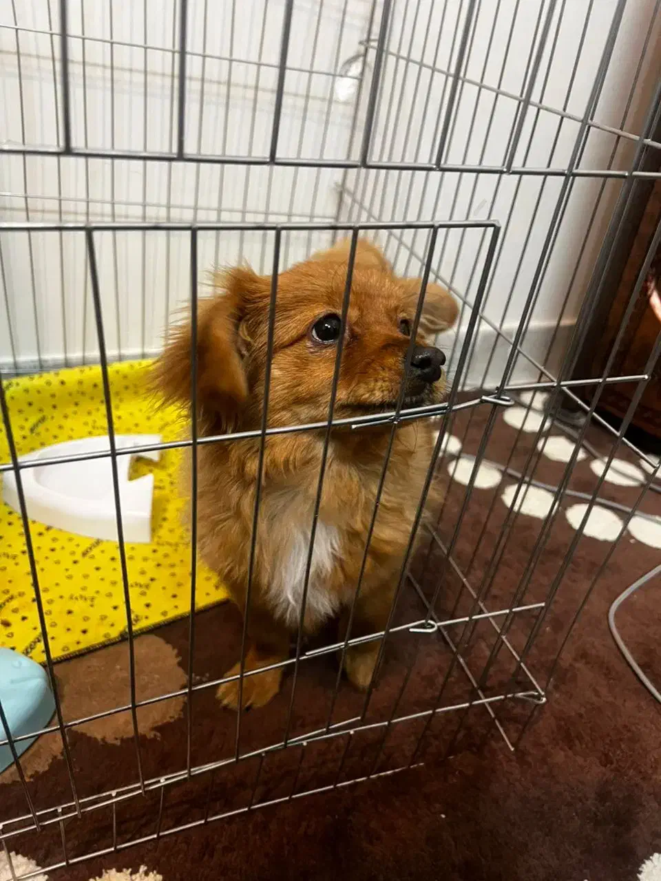 پامرا باهوش|سگ|یزد, |دیوار