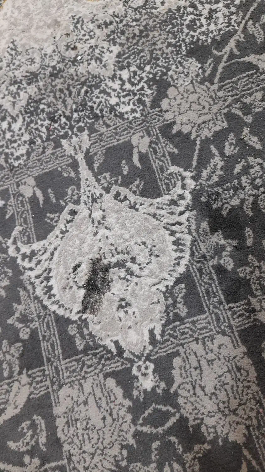 فرش ماشینی|فرش|تبریز, |دیوار